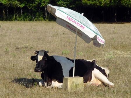 et Justine la sale blondasse  je suis fiére d'être une grosse vache!!!