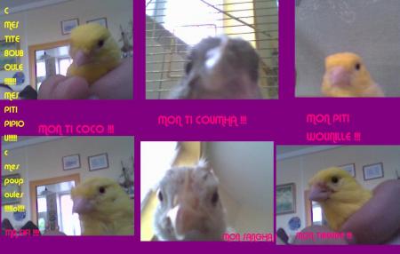 montage