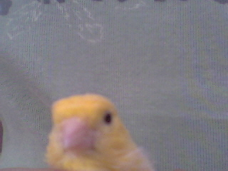 bouboule