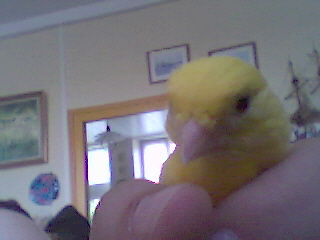 bouboule3